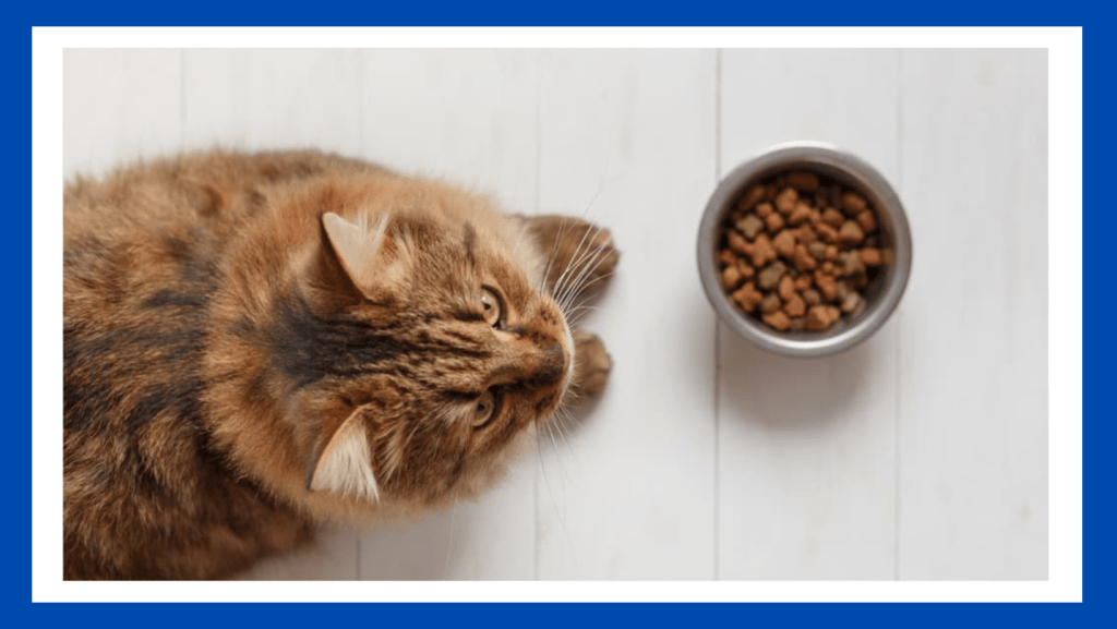We have addressed all of your inquiries concerning Blue Buffalo. This article discusses the possibility that Blue Buffalo cat food is not good for cats.