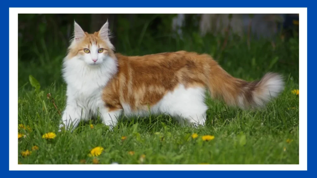 Norwegian Forest Cat