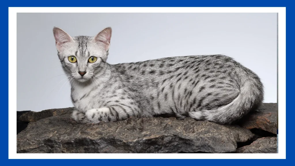 Egyptian Mau