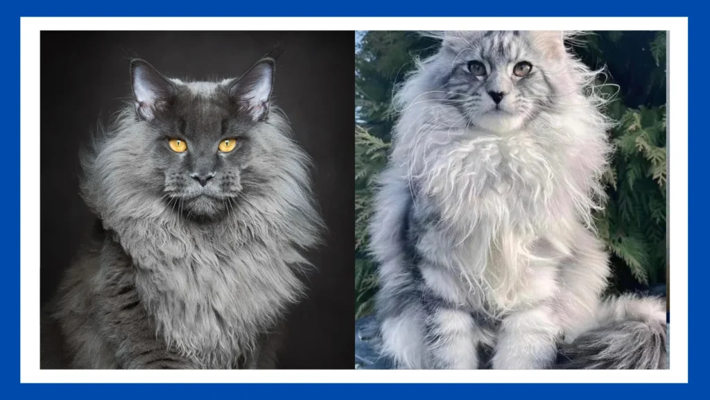 Maine Coon