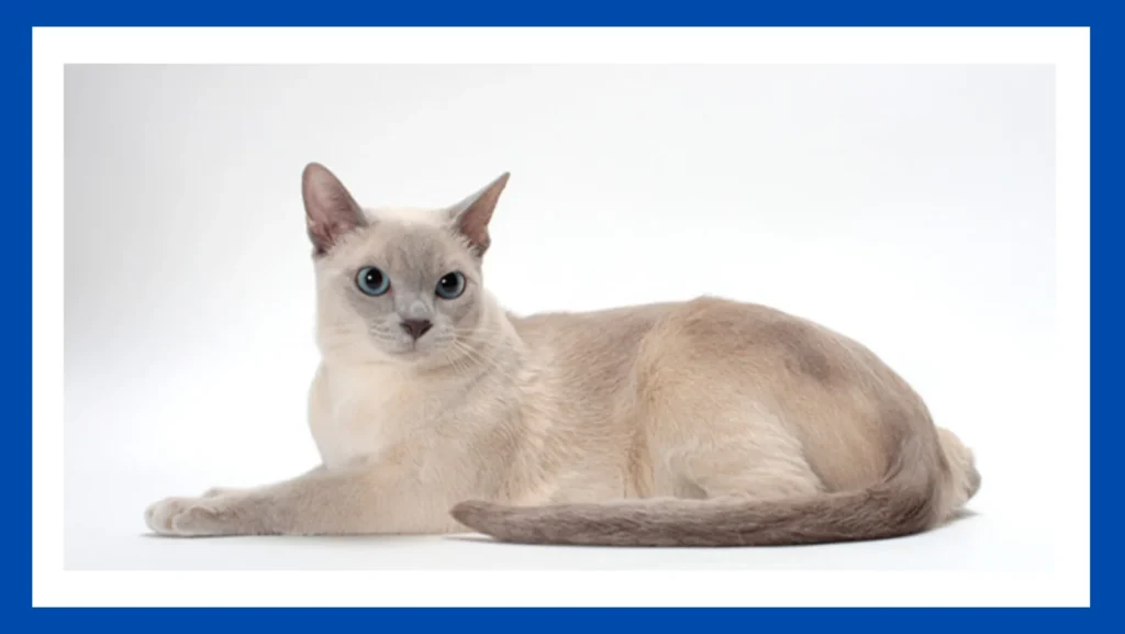 Tonkinese