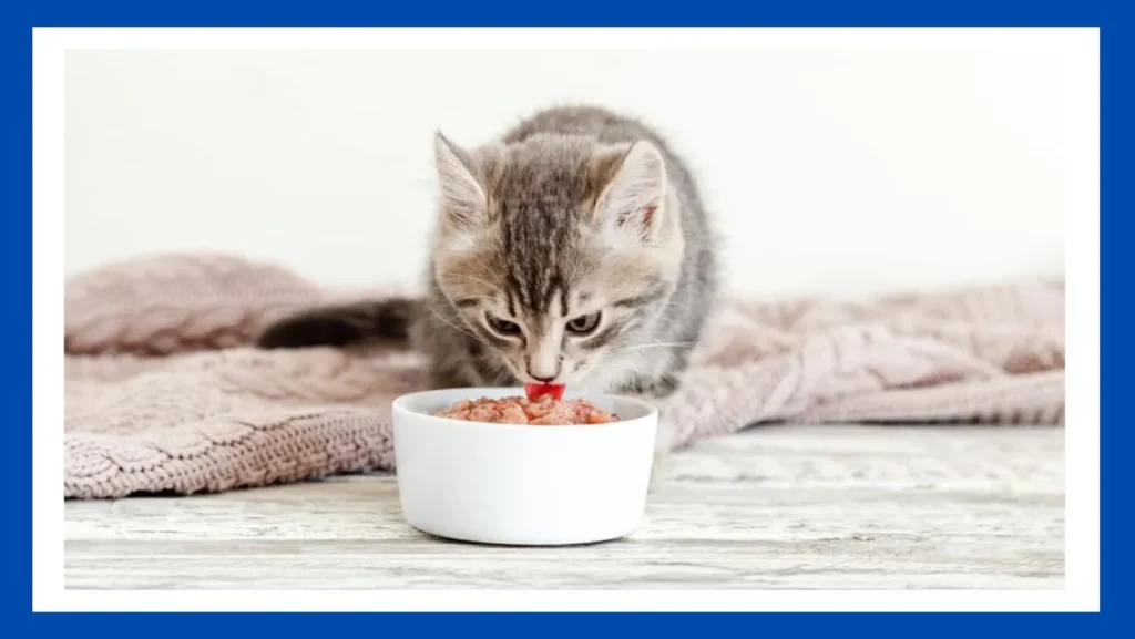 Is Special Kitty Cat Food Good 2024