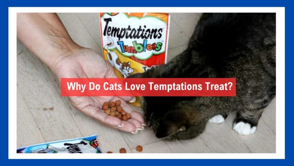 Cats Like Temptations Treat