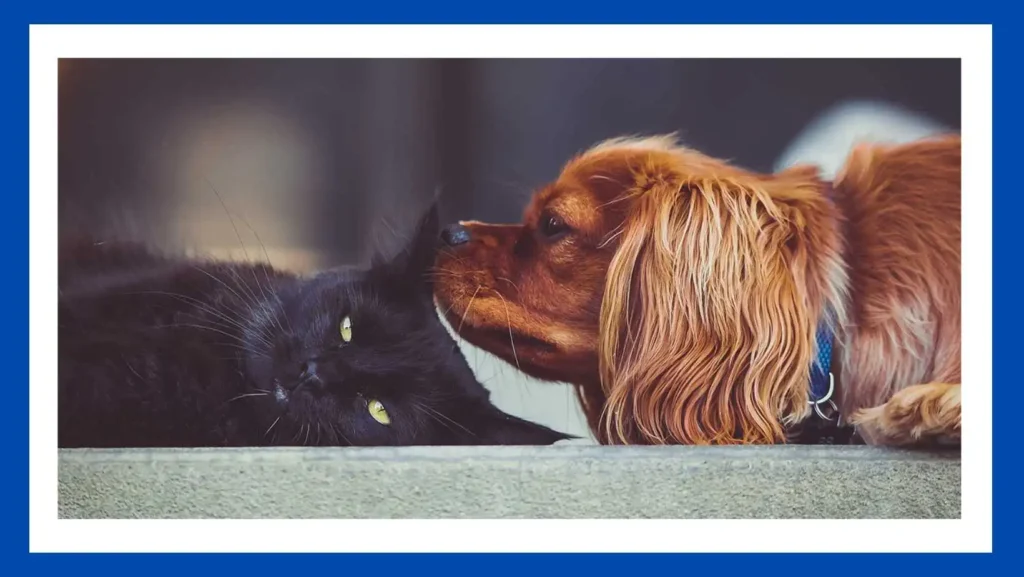 When to Get Professional Help: Handling Problems in Cat-Dog Partnerships