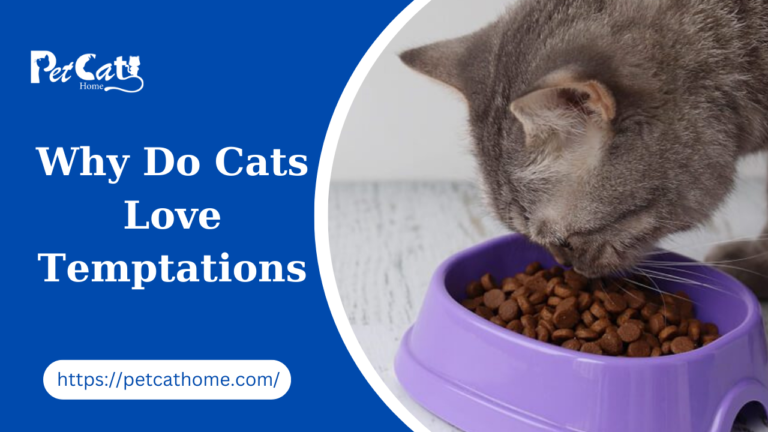 Why Do Cats Love Temptations