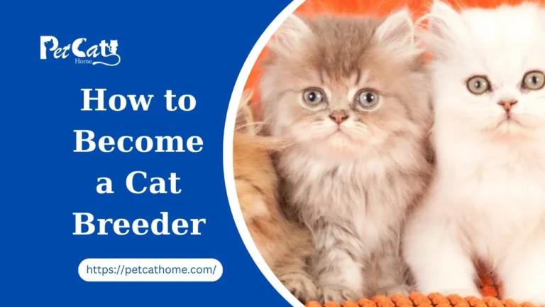 How to Become a Cat Breeder Ethics & Explained