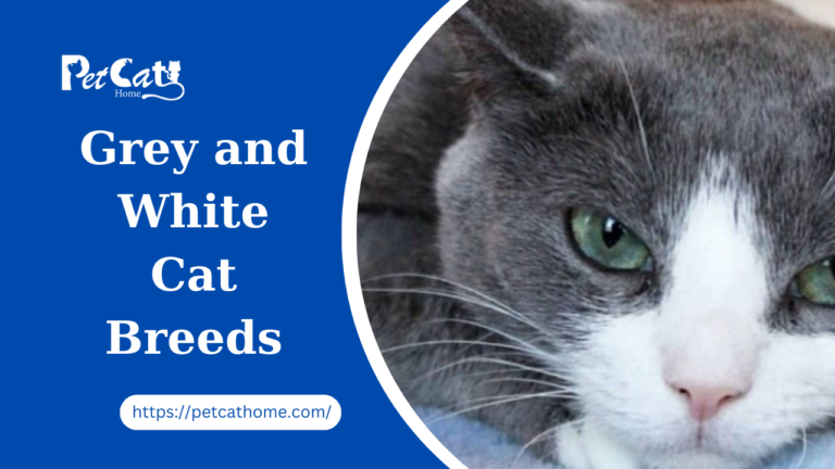 12 Dapper Gray And White Cat Breeds