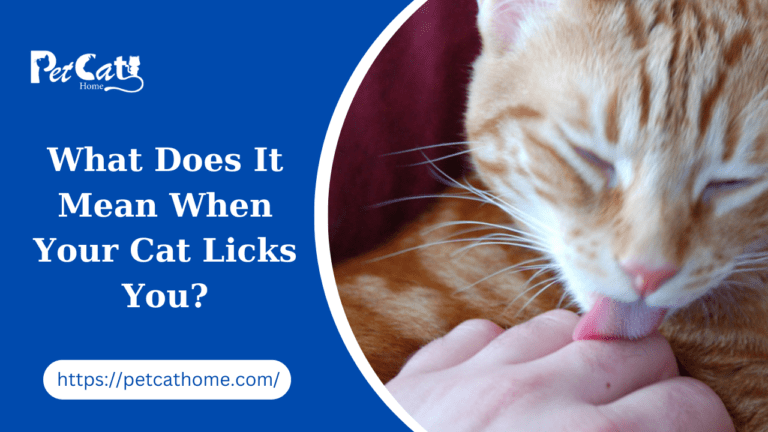 What Does it Mean When Your Cat Licks You
