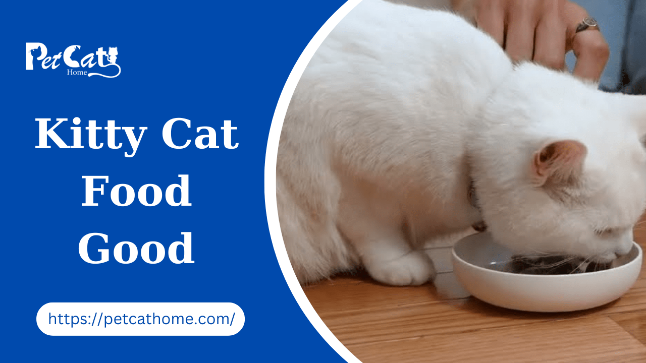 Kitty Cat Food Good