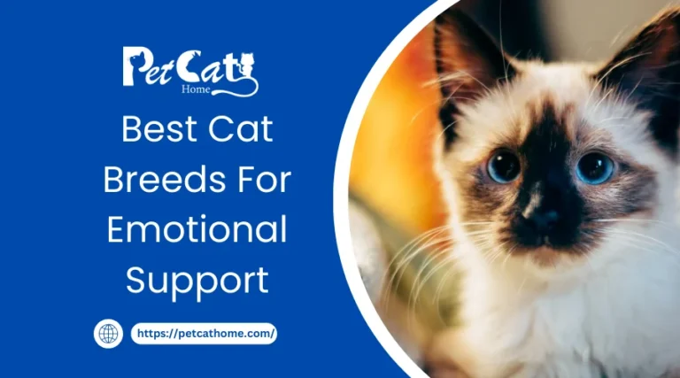 Best Cat Breeds For Emotional Support