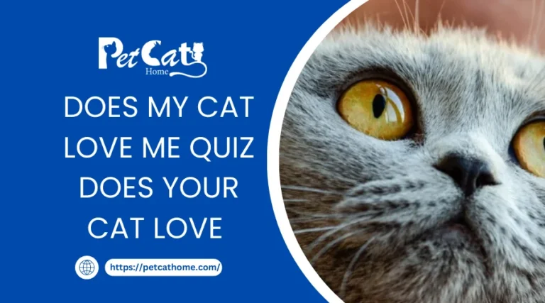 Does My Cat Love Me Quiz: Does your cat love you?