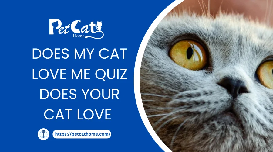 Does My Cat Love Me Quiz Does your cat love you