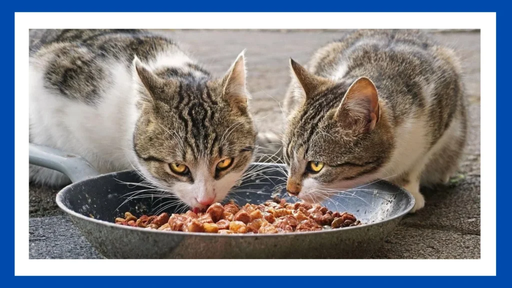 is special kitty cat food good for cats