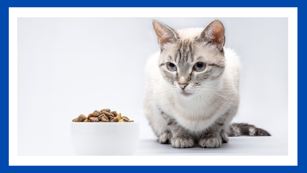 Where is Special Kitty Cat Food Made?