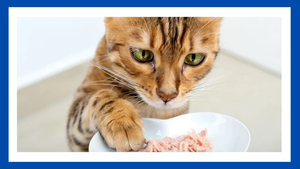 Can Cats Eat Chinese Food: Unraveling the Feline Culinary Dilemma
