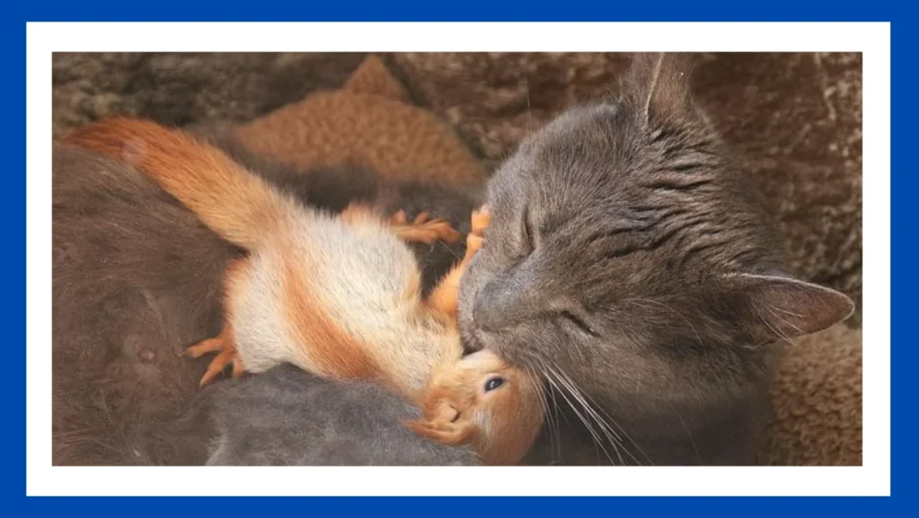 Can Squirrels Eat Cat Food