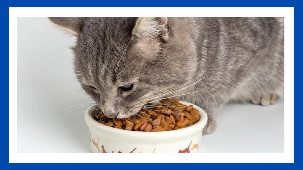 Can a Senior Cat Eat Kitten Food?