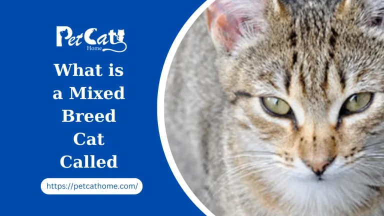 What is a Mixed Breed Cat Called: 20 Most Popular Types of Mixed Cat Breeds