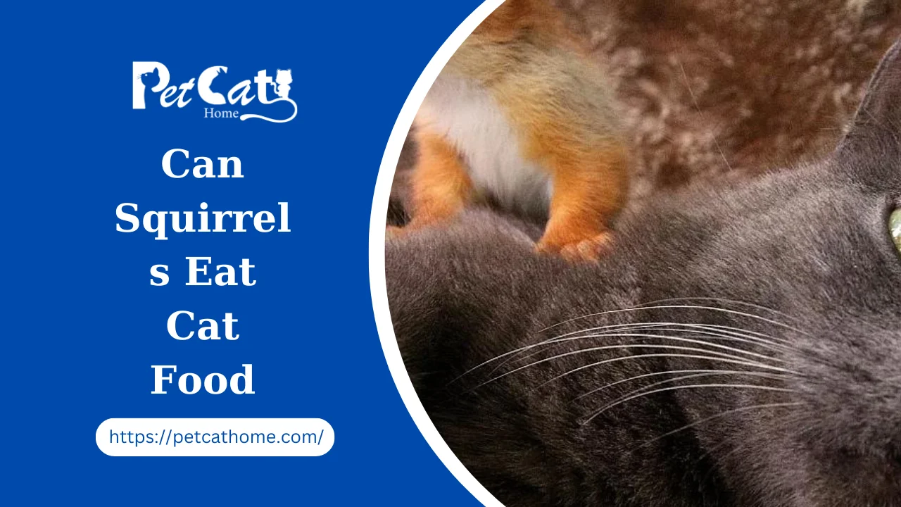 Can Squirrels Eat Cat Food