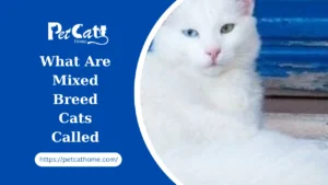 What Are Mixed Breed Cats Called