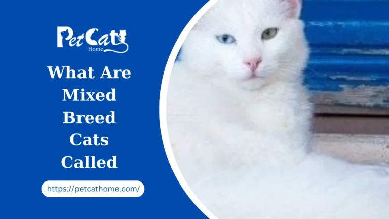 What Are Mixed Breed Cats Called: Unveiling the Fascinating World