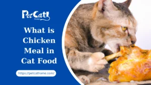 Chicken Meal in Cat Food