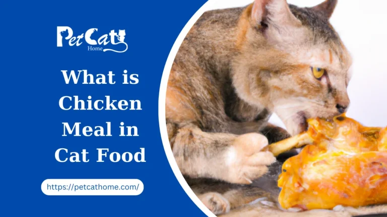 What Is CHICKEN MEAL In Cat Food