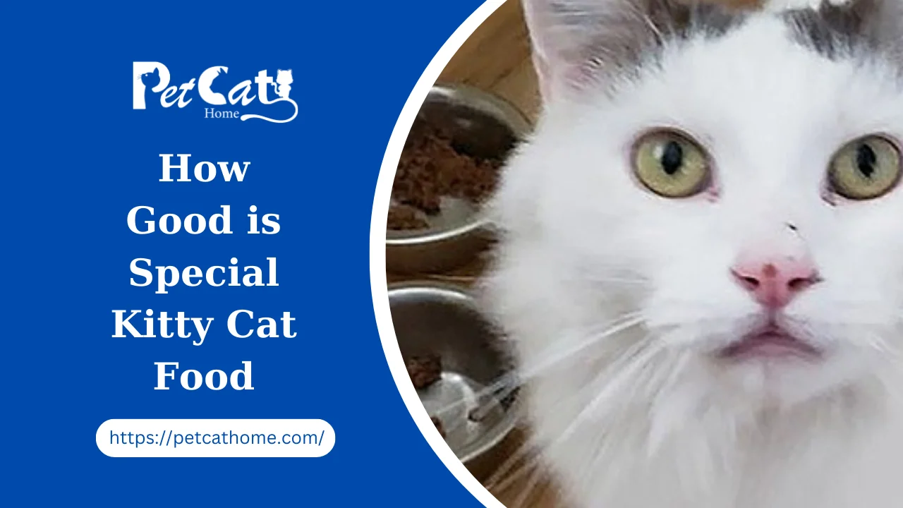 How Good is Special Kitty Cat Food