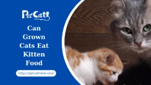 Can Grown Cats Eat Kitten Food: Unraveling the Feline Nutrition Conundrum
