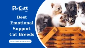 10 Best Emotional Support Cat Breeds 2024