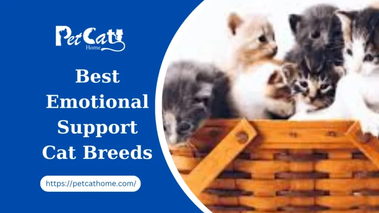 10 Best Emotional Support Cat Breeds 2024