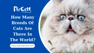 How Many Breeds Of Cats Are There In The World?