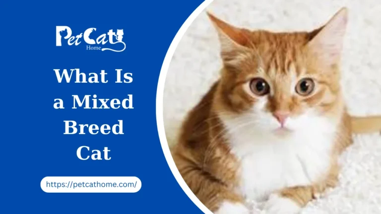 What Is a Mixed Breed Cat: 10 Best Mixed Breed Cats