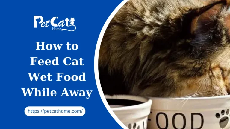 How to Feed Cat Wet Food While Away | Complete Guide