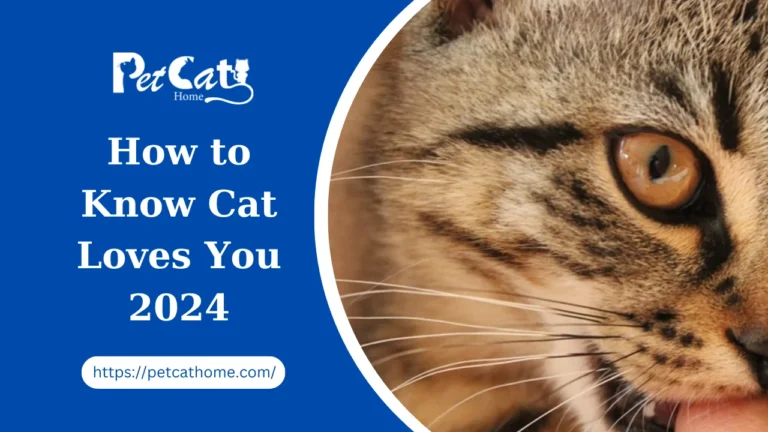 How to Know Cat Loves YOU