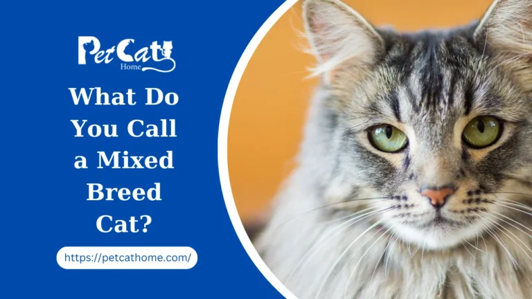What Do You Call a Mixed Breed Cat?