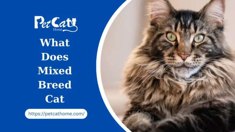 What Does Mixed Breed Cat Unveiling the Wonders of Mixed Breed Cats