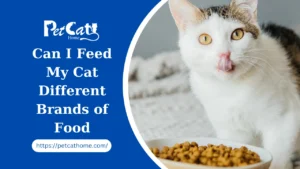 Can I Feed My Cat Different Brands of Food 2024?