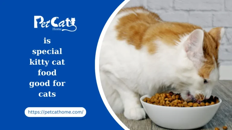 Unveiling the Excellence of this special kitty cat food good for cats