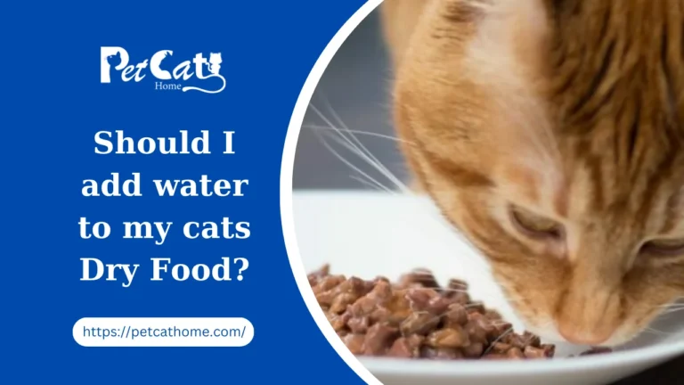 Should I add water to my cats Dry Food?