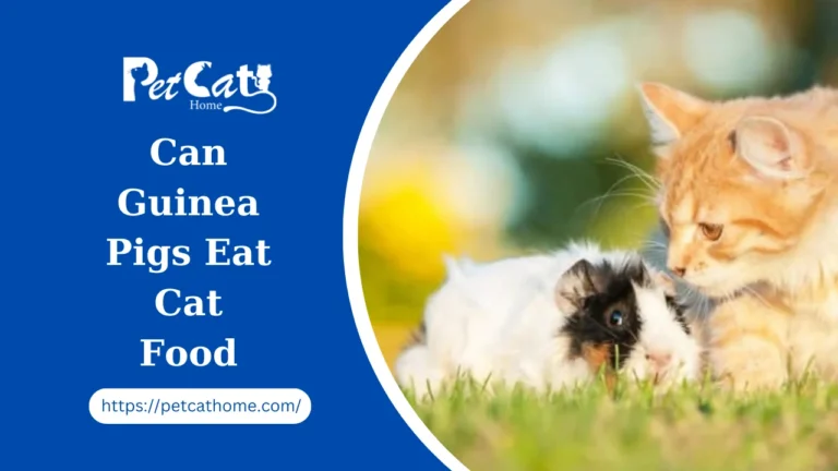 Can Guinea Pigs Eat Cat Food A Comprehensive Guide