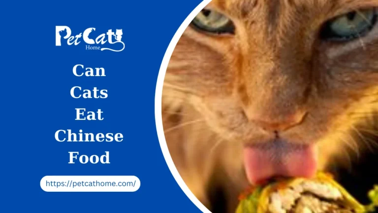 Can Cats Eat Chinese Food: Unraveling the Feline Culinary Dilemma
