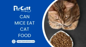 CAN MICE EAT CAT FOOD