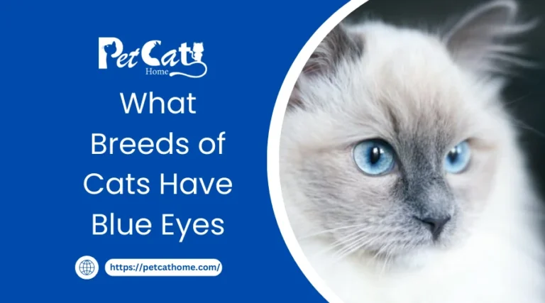 What Breeds of Cats Have Blue Eyes