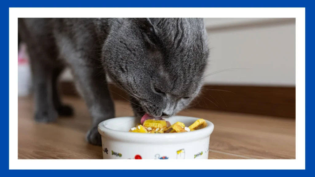 Finding the Best Cat Food for Food Allergies