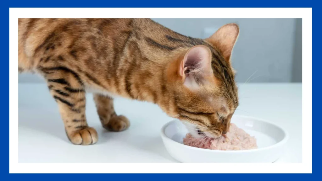 best dry cat food for constipation