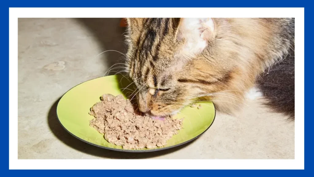 Best Cat Food For Cats That Throw UP