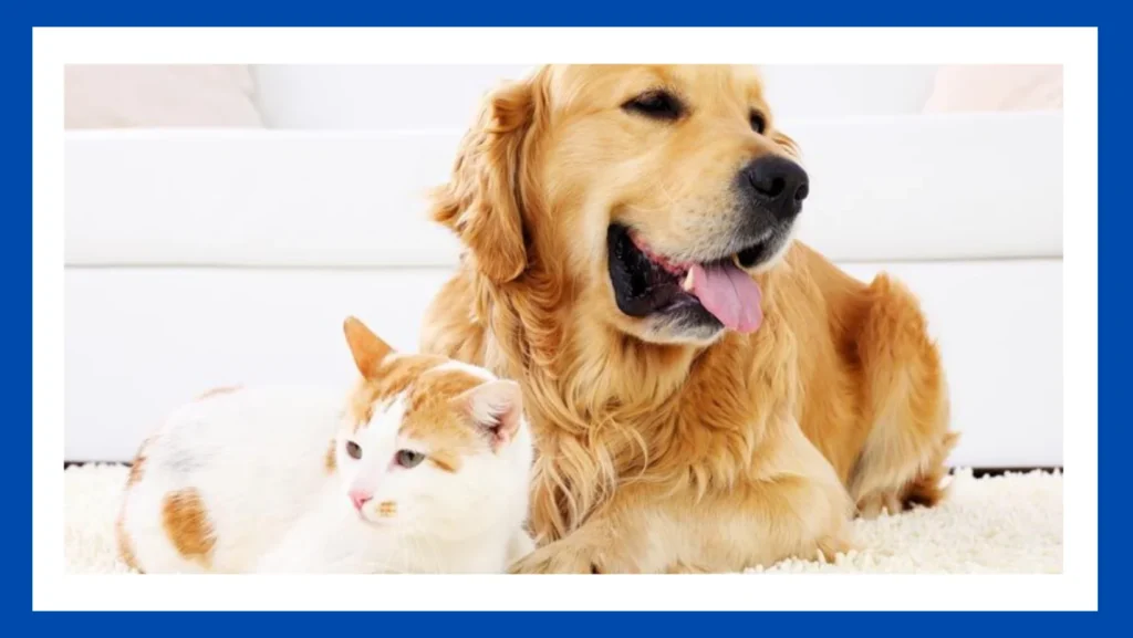 Can Cat Food Cause Diarrhea in Dogs