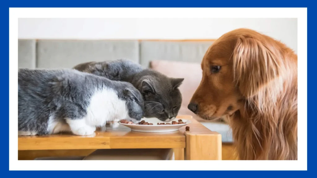 Are Cat Food and Dog Food the Same?