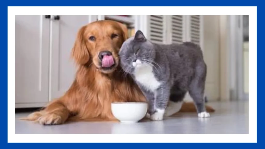 Are Cat Food and Dog Food the Same?